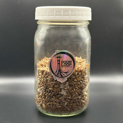 3x Mushroom Rye Grain Jars, Ready-to-Use, Organic