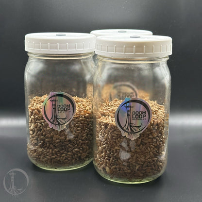 3x Mushroom Rye Grain Jars, Ready-to-Use, Organic