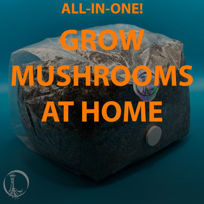 All-in-One Mushroom Grow Bag from Doom Loop Naturals, sterile, sealed, easy to use!